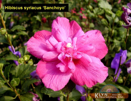 HIBISCUS syriacus 'Sanchoyo' - Sanchoyo Rose of Sharon