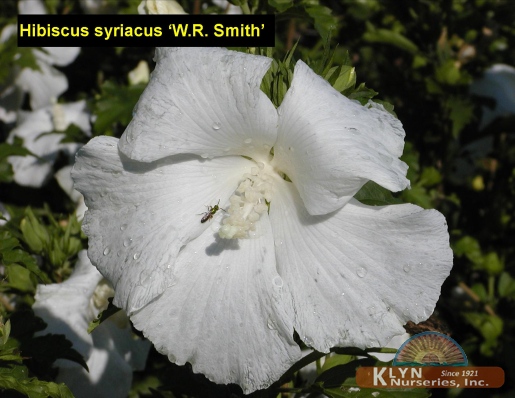 HIBISCUS syriacus 'W.R. Smith' - W.R. Smith Rose of Sharon