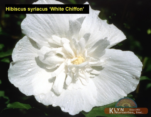 HIBISCUS syriacus White Chiffon® - White Chiffon® Rose of Sharon