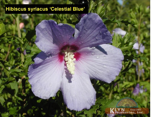 HIBISCUS syriacus 'Celestial Blue' - Celestial Blue Rose of Sharon