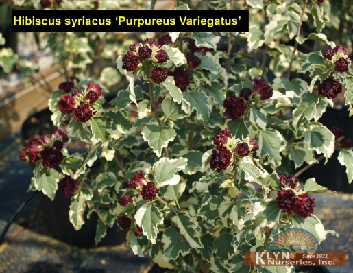 HIBISCUS syriacus 'Purpureus Variegatus'
