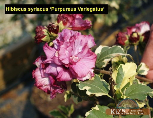 HIBISCUS syriacus 'Purpureus Variegatus' - Variegated Rose of Sharon