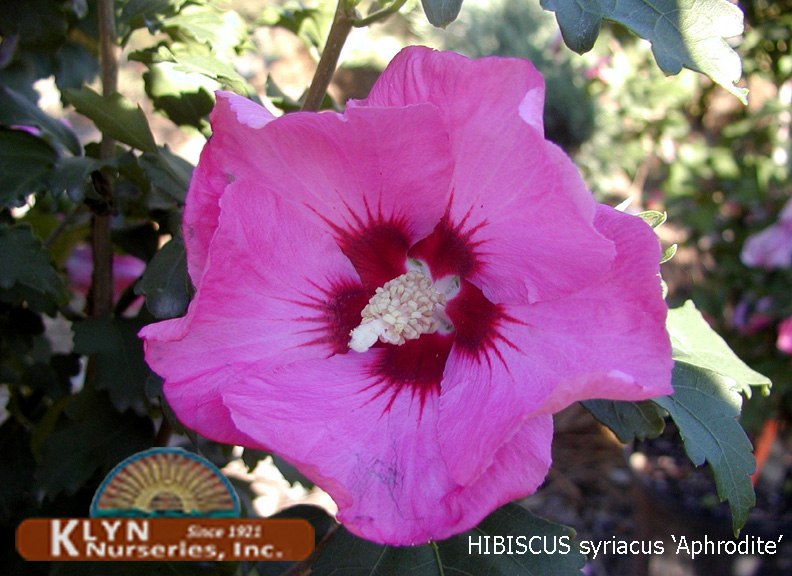 HIBISCUS syriacus 'Aphrodite' - Aphrodite Rose of Sharon