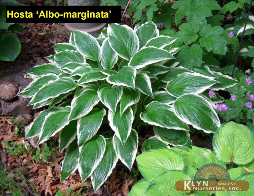 HOSTA 'Albo-marginata' - Variegated Plantain Lily