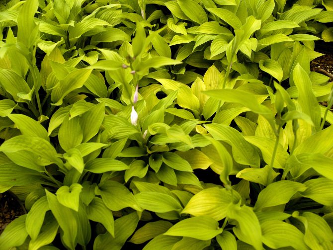 HOSTA 'All Gold' - All Gold Plantain Lily