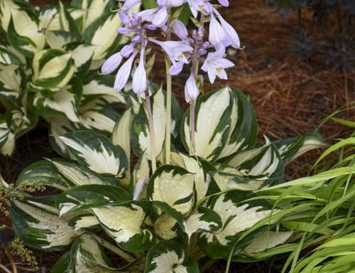 HOSTA ‘Fire and Ice’