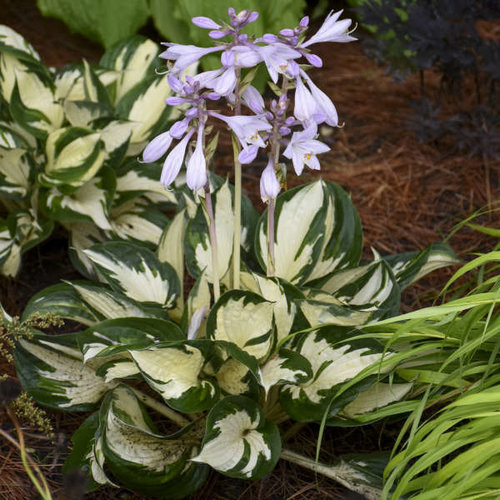 HOSTA 'Fire and Ice' - Fire and Ice Hosta
