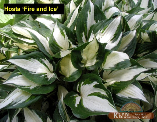 HOSTA 'Fire and Ice' - Fire and Ice Hosta