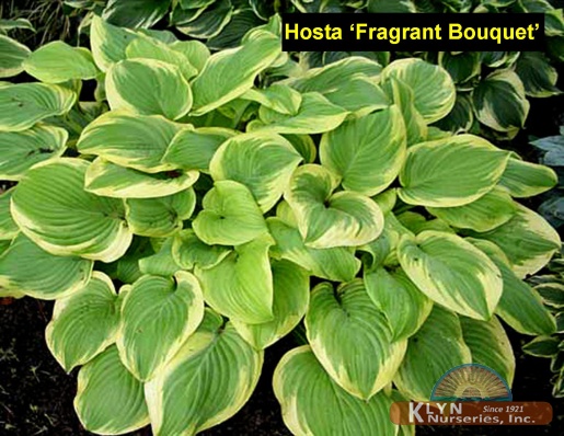 HOSTA 'Fragrant Bouquet' - Fragrant Bouquet Hosta