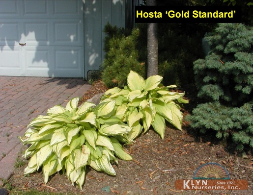 HOSTA 'Gold Standard' - Gold Standard Hosta