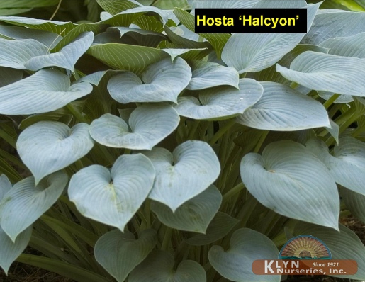 HOSTA 'Halcyon' - Halcyon Hosta