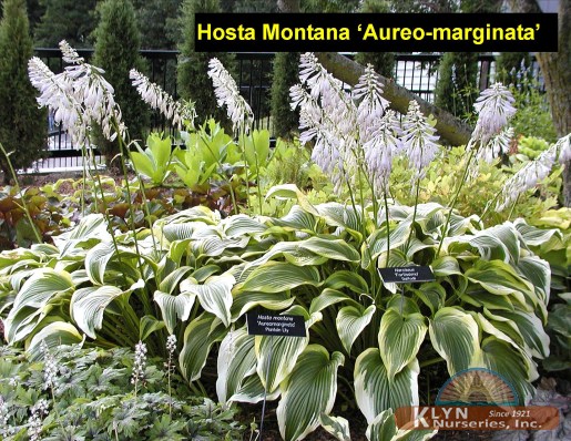 HOSTA montana 'Aureo-marginata' - Aureo-marginata Hosta