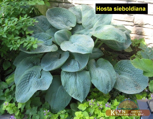 HOSTA sieboldiana - Blue Leaved Plantain Lily