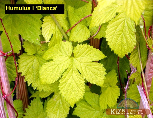 HUMULUS lupulus 'Bianca' - Bianca Hops
