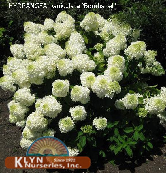 HYDRANGEA paniculata 'Bombshell' - Bombshell Hydrangea