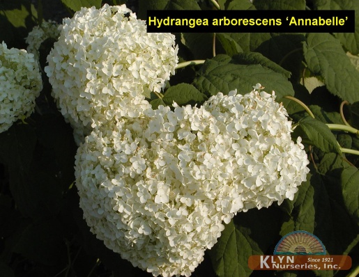 HYDRANGEA arborescens 'Annabelle' - Annabelle Hydrangea