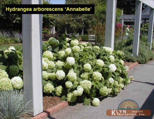HYDRANGEA arborescens 'Annabelle'