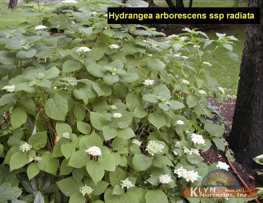 HYDRANGEA arborescens ssp. radiata - Silverleaf Hydrangea