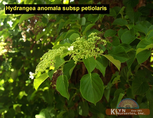 HYDRANGEA anomala subsp. petiolaris