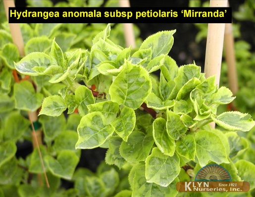 HYDRANGEA anomala subsp. petiolaris 'Mirranda' - Climbing Hydrangea