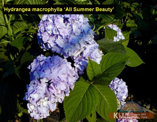 HYDRANGEA macrophylla 'All Summer Beauty' - All Summer Beauty Hydrangea
