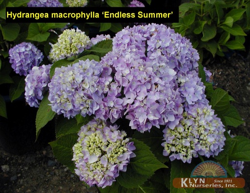 HYDRANGEA macrophylla Endless Summer® - Endless Summer® Hydrangea