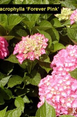 HYDRANGEA macrophylla 'Forever Pink' - Forever Pink Hydrangea