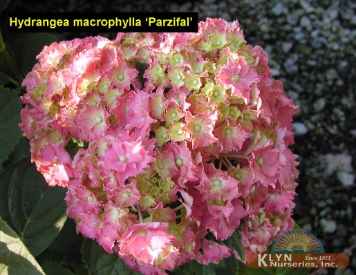 HYDRANGEA macrophylla 'Parzifal' - Parzifal Hydrangea