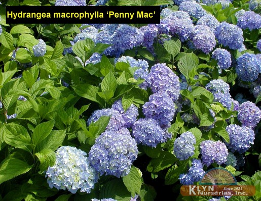 HYDRANGEA macrophylla 'Penny Mac' - Penny Mac Hydrangea