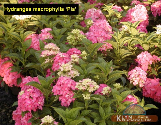 HYDRANGEA macrophylla 'Pia' - Pia Hydrangea