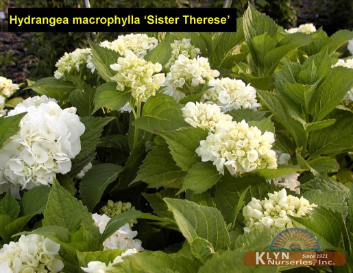 HYDRANGEA macrophylla 'Sister Therese' - Sister Therese Hydrangea