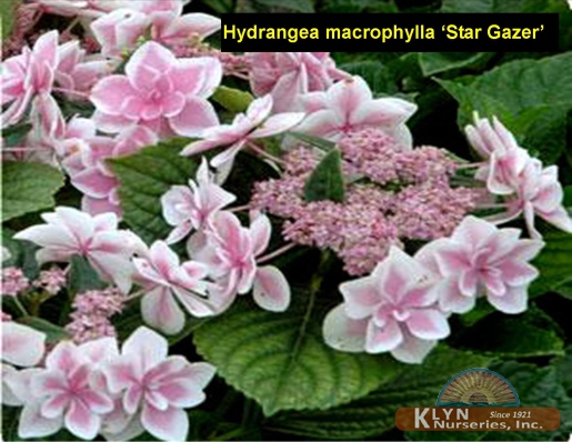 HYDRANGEA macrophylla Star Gazer - Double Delights™ Star Gazer Hydrangea