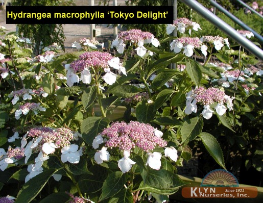 HYDRANGEA macrophylla 'Tokyo Delight' - Tokyo Delight Hydrangea