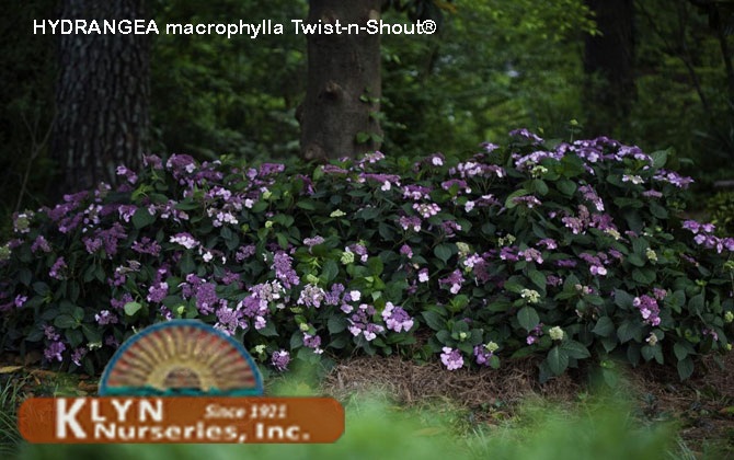 HYDRANGEA macrophylla Twist-n-Shout® - Twist-n-Shout® Hydrangea