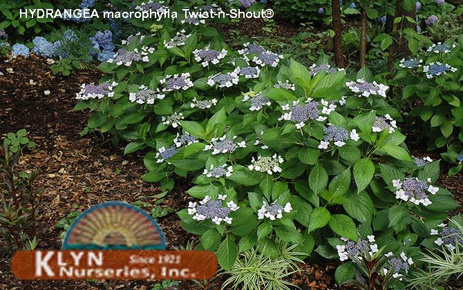 HYDRANGEA macrophylla Twist-n-Shout®