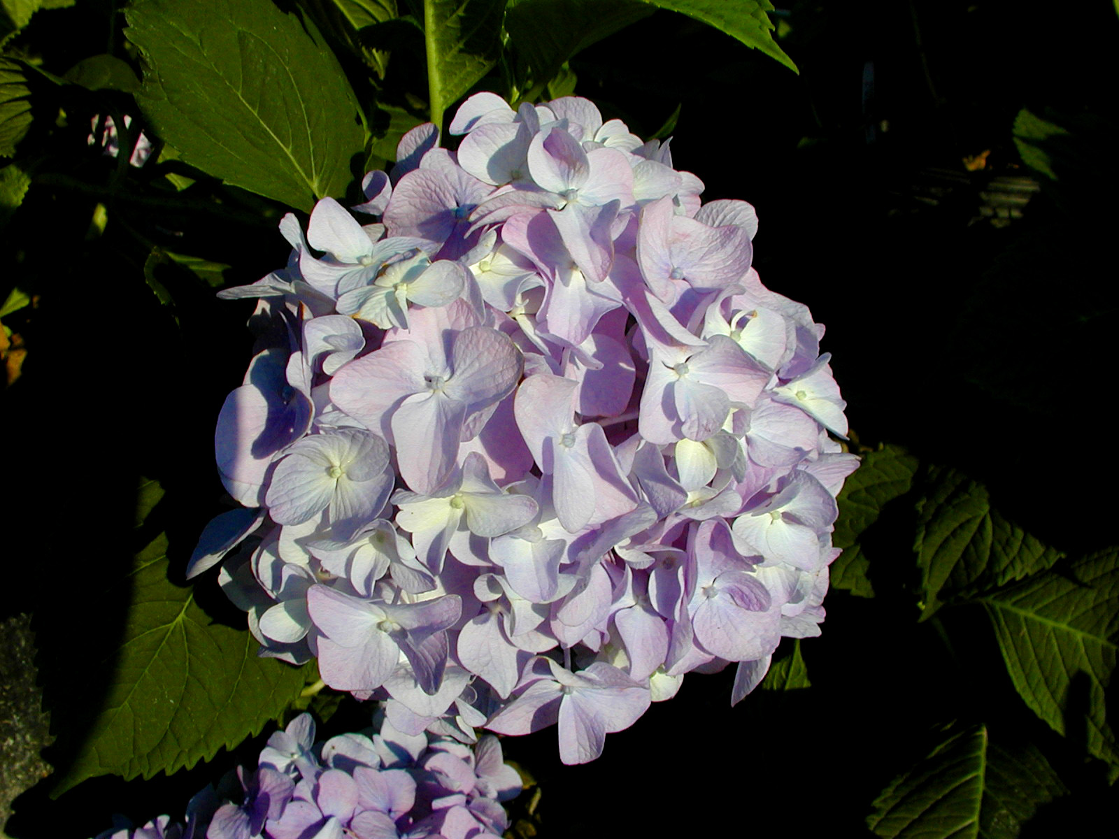 HYDRANGEA macrophylla 'All Summer Beauty' - All Summer Beauty Hydrangea