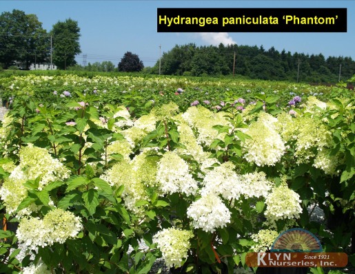 HYDRANGEA paniculata 'Phantom' - Phantom Hydrangea