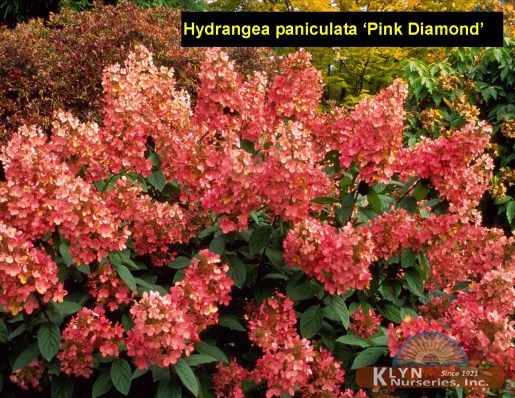 HYDRANGEA paniculata 'Pink Diamond' - Pink Diamond