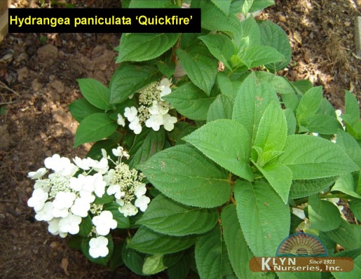 HYDRANGEA paniculata Quickfire® -Quickfire® Hydrangea