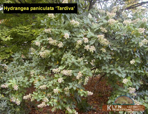 HYDRANGEA paniculata 'Tardiva' - Late Panicle Hydrangea