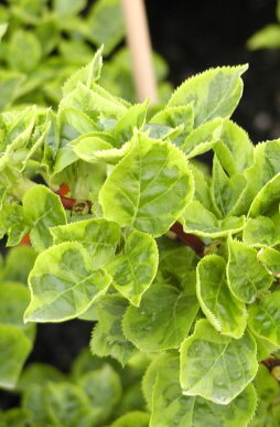 HYDRANGEA anomala subsp. petiolaris 'Mirranda' - Mirranda Climbing Hydrangea