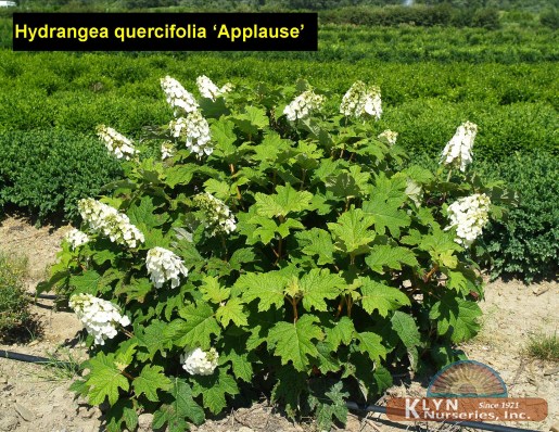 HYDRANGEA quercifolia 'Applause' - Applause Oakleaf Hydrangea