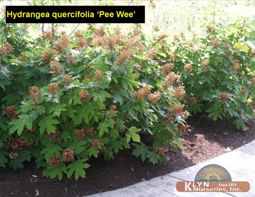HYDRANGEA quercifolia 'Pee Wee' - Pee Wee Oakleaf Hydrangea