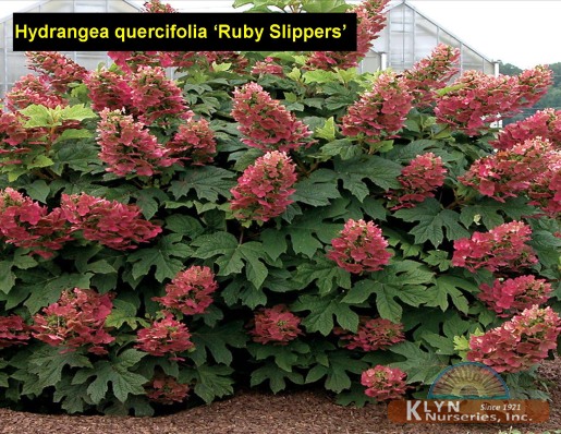 HYDRANGEA quercifolia 'Ruby Slipper'