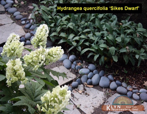 HYDRANGEA quercifolia 'Sikes Dwarf' - Sikes Dwarf Oakleaf Hydrangea