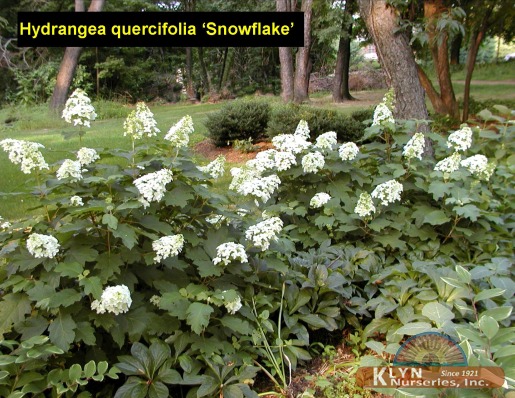 HYDRANGEA quercifolia 'Snowflake' - Snowflake Oakleaf Hydrangea