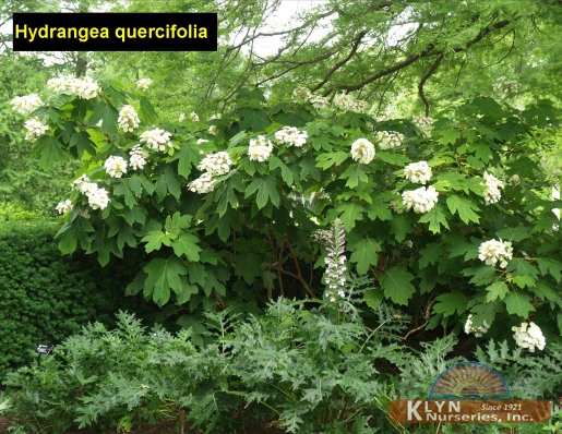 HYDRANGEA quercifolia - Oakleaf Hydrangea