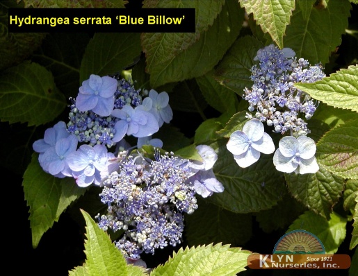 HYDRANGEA serrata 'Blue Billow' - Blue Billow Hydrangea