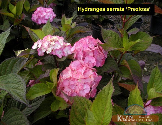 HYDRANGEA serrata 'Preziosa' - Preziosa Hydrangea