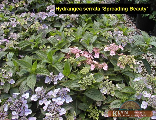 HYDRANGEA serrata 'Spreading Beauty' - Spreading Beauty Hydrangea